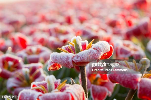 netherlands, lisse, tulips covered by frost - geada imagens e fotografias de stock