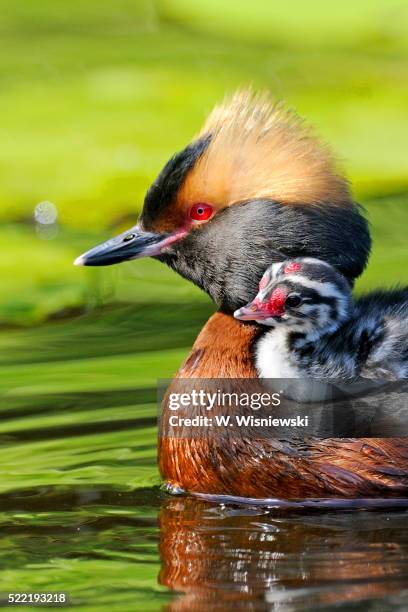 slavonian grebe (podiceps auritus) with a chick on it's back - grebe stock pictures, royalty-free photos & images