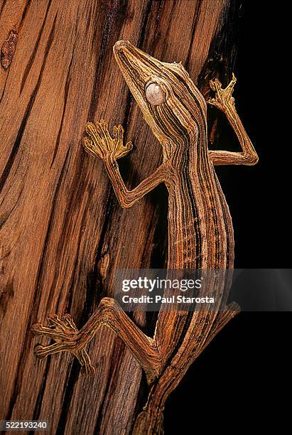 uroplatus lineatus (lined flat-tailed gecko) - uroplatus fimbriatus stock pictures, royalty-free photos & images