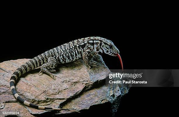 salvator merianae (black-and-white tegu) - black and white tegu stock pictures, royalty-free photos & images
