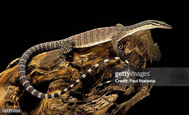 varanus glauerti (kimberley rock monitor) - monitor lizard kimberley stock pictures, royalty-free photos & images