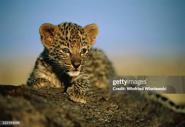 young leopard - leopard cub stock pictures, royalty-free photos & images