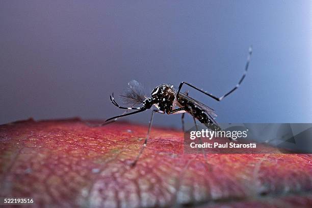 aedes aegypti (yellowfever mosquito) - aedes aegypti stock pictures, royalty-free photos & images