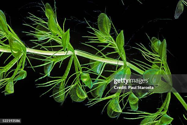 aldrovanda vesiculosa (waterwheel plant, water bugtrap) - underwater - waterrad stockfoto's en -beelden