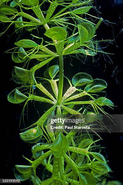 aldrovanda vesiculosa (waterwheel plant, water bugtrap) - underwater - waterrad stockfoto's en -beelden