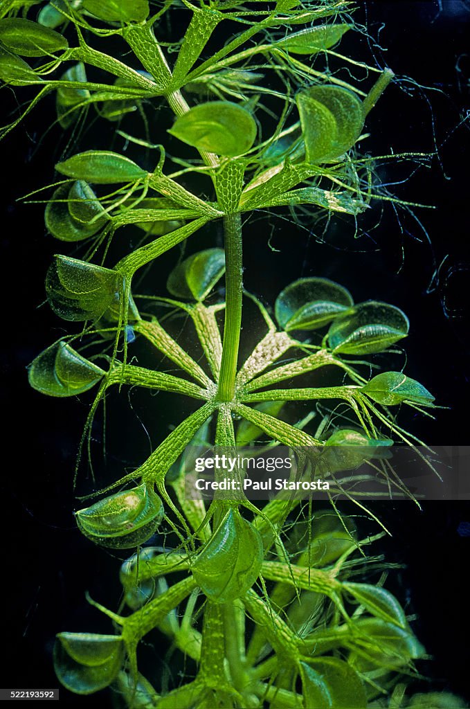 Aldrovanda vesiculosa (waterwheel plant, water bugtrap) - underwater