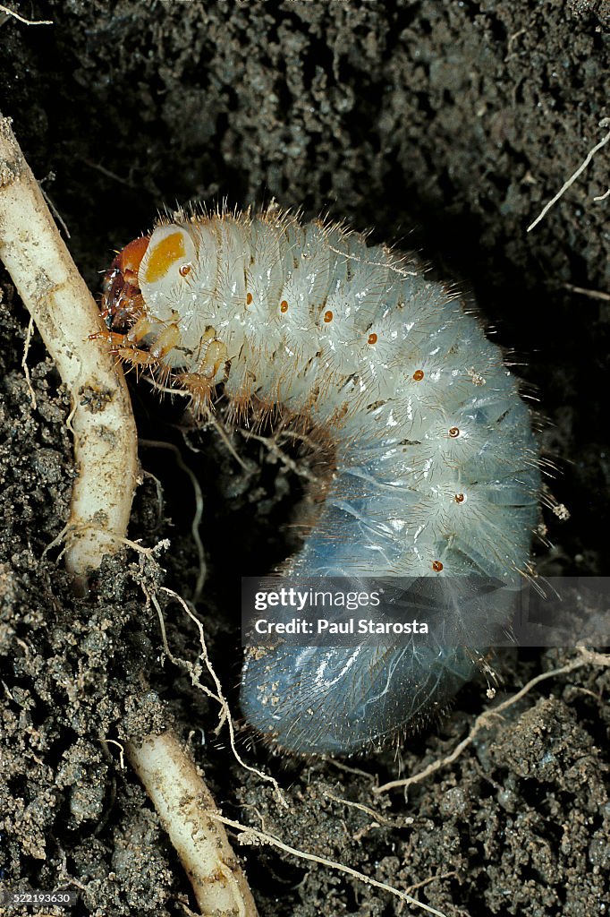 Melolontha melolontha (cockchafer, maybug) - larva or white grub in earth