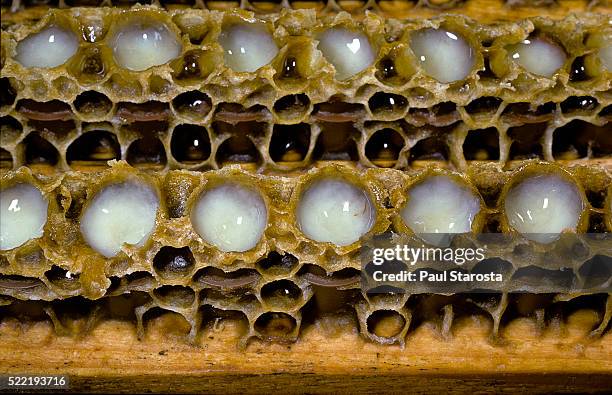 the royal jelly in queen cups - larva stock pictures, royalty-free photos & images