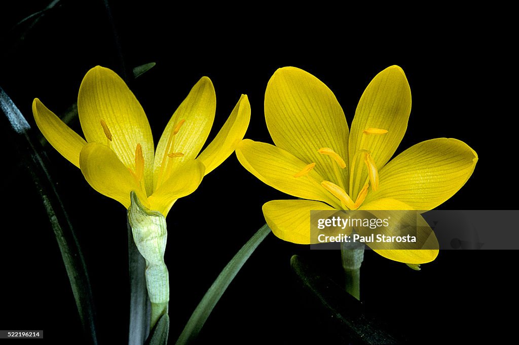 Sternbergia lutea (autumn daffodil, winter daffodil, lily-of-the-field)