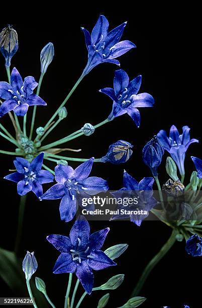 triteleia laxa (ithuriel's spear, grassnut) - triteleia stock pictures, royalty-free photos & images