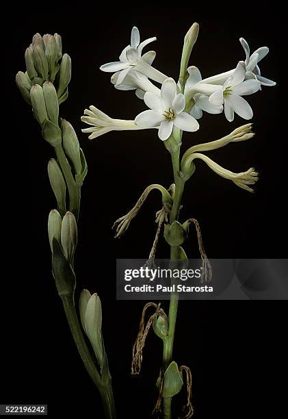 432 fotos e imágenes de Nardos - Getty Images 432 fotos e imágenes de Nardos - Getty Images