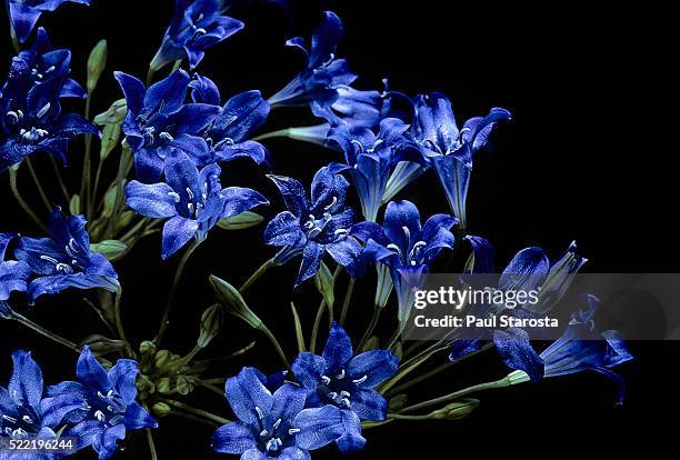 triteleia laxa (ithuriel's spear, grassnut) - triteleia stock pictures, royalty-free photos & images
