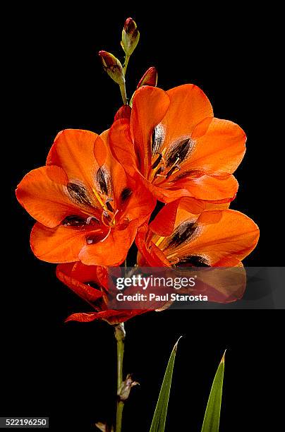 tritonia crocata (kalkoentjie, flame freesia) - freesia stockfoto's en -beelden