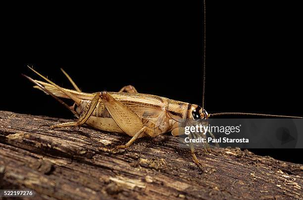 acheta domesticus (house cricket) - insect photos et images de collection