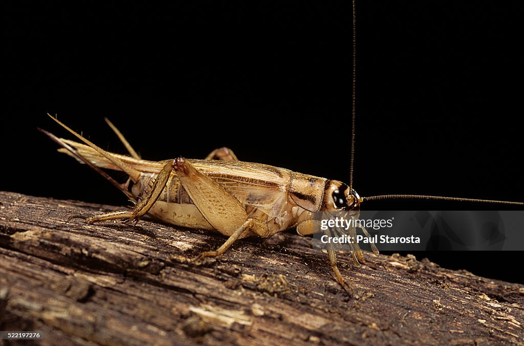 Acheta domesticus (house cricket)