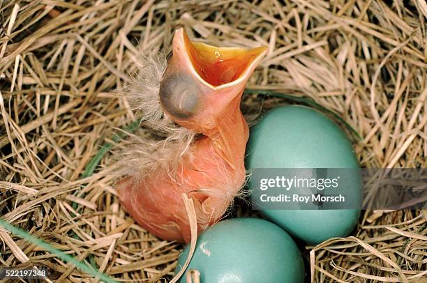 robin hatchling and eggs in nest - singdrossel stock-fotos und bilder