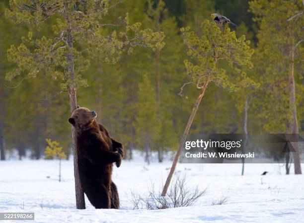 male brown bear backed against a pine tree - wildlife photography stock pictures, royalty-free photos & images