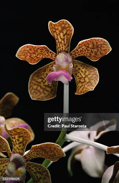 vanda brunnea (light brown vanda, singapore orchid) - orquídea vanda fotografías e imágenes de stock