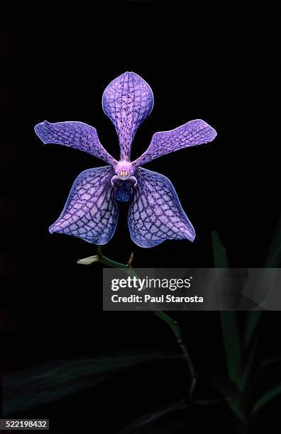 vanda golamco's blue magic 'aalsmeer fall' (singapore orchid) - orchids of asia - fotografias e filmes do acervo