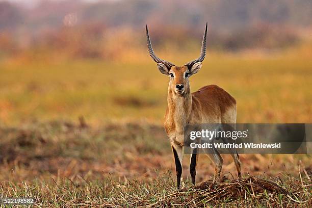 9,145 Springbok Animal Stock Photos, High-Res Pictures, and Images ...
