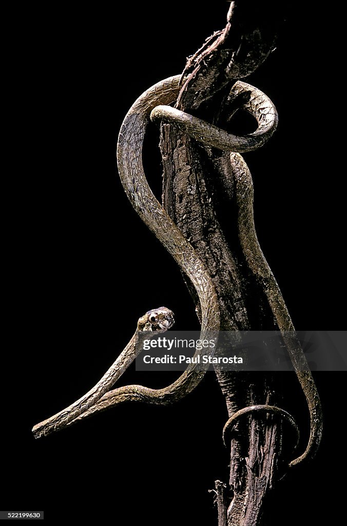 Aplopeltura boa (blunt-headed tree snake)