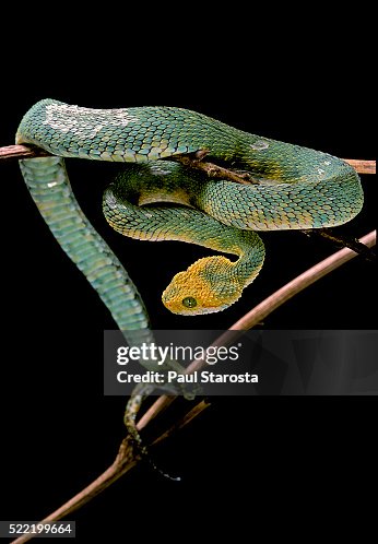 Atheris chlorechis (bush viper) Atheris chlorechis (bush viper)