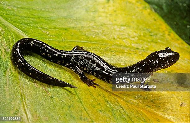 plethodon glutinosus (northern slimy salamander) - salamandra fotografías e imágenes de stock