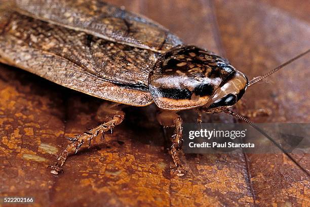 nauphoeta cinerea (speckled cockroach, cinereous cockroach, lobster cockroach) - blatta orientalis stock pictures, royalty-free photos & images