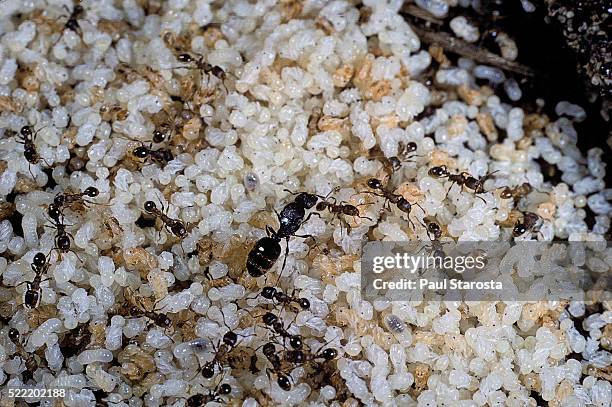 anthill under a stone - pupa, workers and queen - ant hill stock pictures, royalty-free photos & images