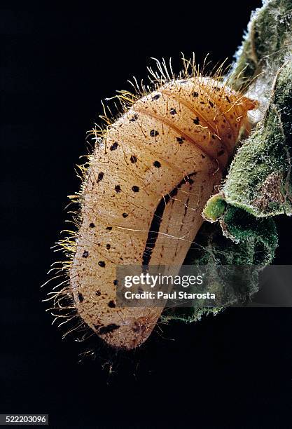 hamearis lucina (duke of burgundy fritillary) - hairy chrysalis - hamearis lucina stock pictures, royalty-free photos & images