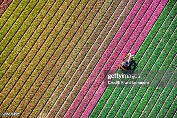 netherlands, burgervlotbrug, tulip fields - field aerial stock-fotos und bilder