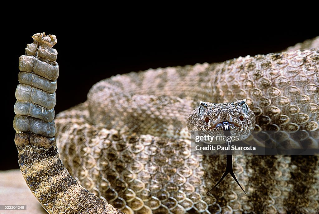 Crotalus tigris (tiger rattlesnake)