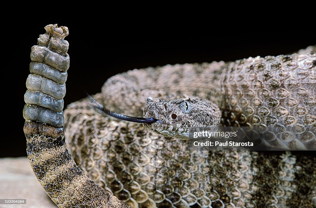 Crotalus tigris (tiger rattlesnake)