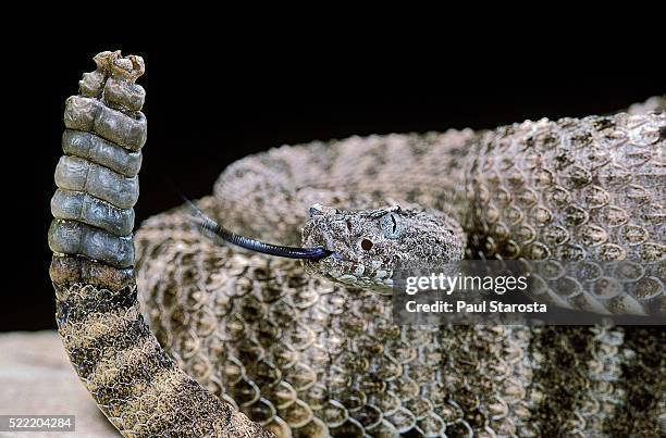 crotalus tigris (tiger rattlesnake) - rattlesnake stock pictures, royalty-free photos & images