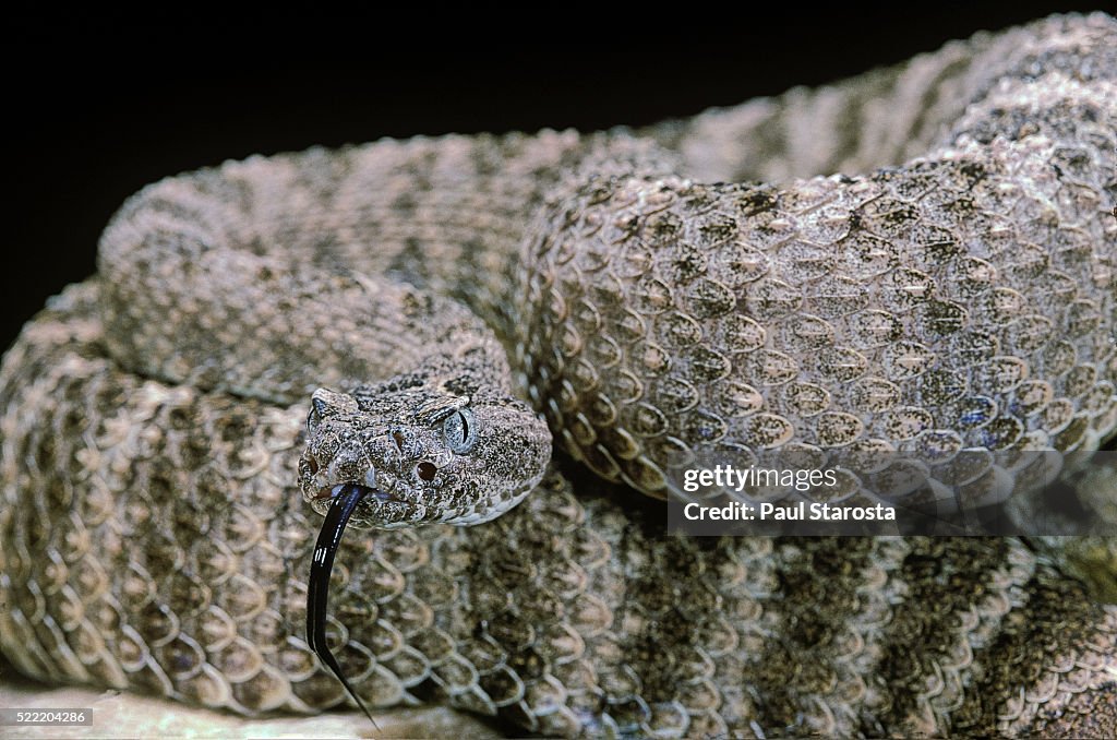 Crotalus tigris (tiger rattlesnake)