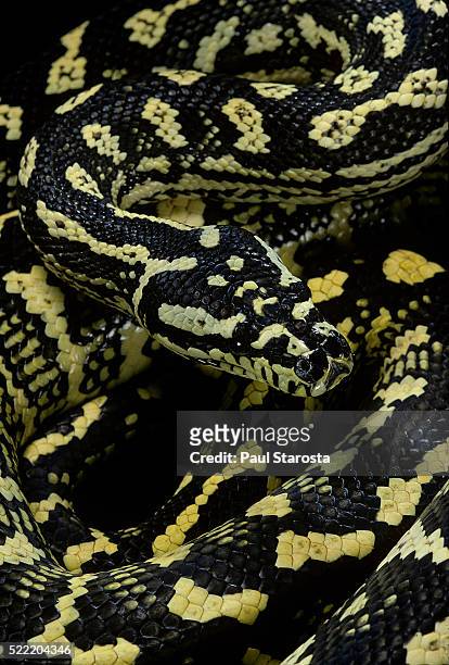 morelia spilota cheynei (jungle carpet python) - pele de cobra imagens e fotografias de stock