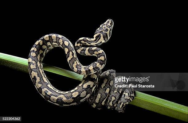 morelia spilota variegata (north-western carpet python) - pitão imagens e fotografias de stock