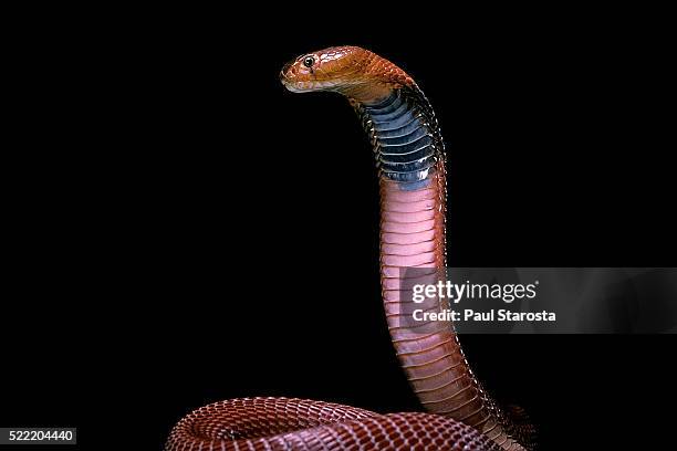 naja pallida (red spitting cobra) - cobra stock pictures, royalty-free photos & images