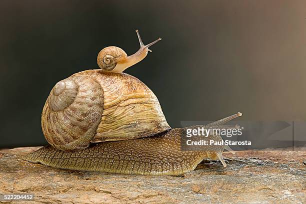 helix aspersa maxima (brown garden snail) - young with adult - garden snail 個照片及圖片檔