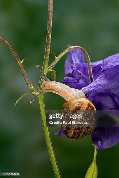 helix aspersa maxima (brown garden snail) - on a common columbine flower - garden snail stock pictures, royalty-free photos & images