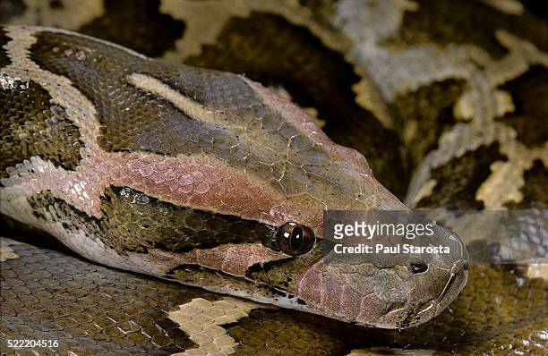 python molurus molurus (asiatic rock python) - python molurus bivittatus stock pictures, royalty-free photos & images