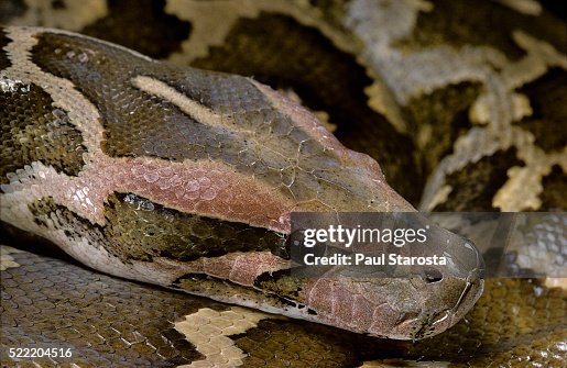 Python molurus molurus (Asiatic rock python) Python molurus molurus (Asiatic rock python)
