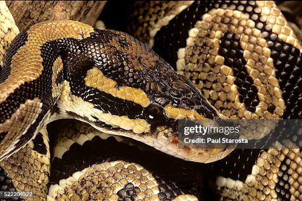 python regius (royal python, ball python) - slangenhuid stockfoto's en -beelden