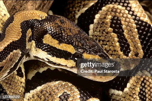 Python regius (royal python, ball python) Python regius (royal python, ball python)