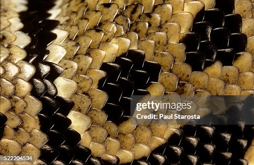 Python regius (royal python, ball python) - scales Python regius (royal python, ball python) - scales