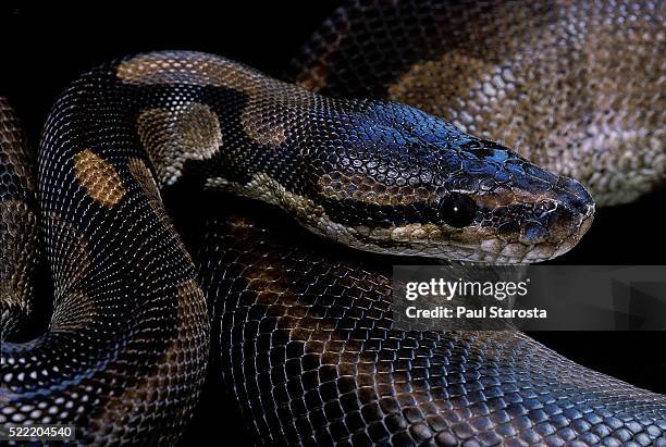 python regius f. melanistic (royal python, ball python) - ball python stock pictures, royalty-free photos & images