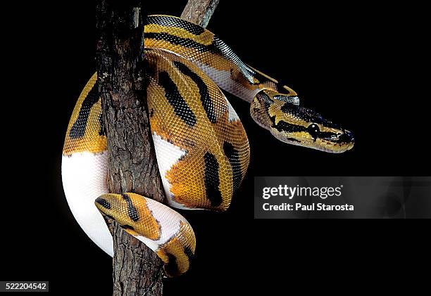 Python Black Background Fotografías e imágenes de stock - Getty Images