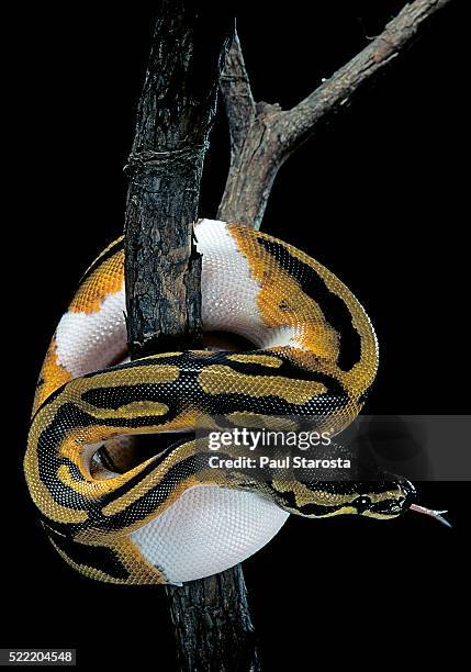 1,350 Python Royal Stock Photos, High-Res Pictures, and Images - Getty ...