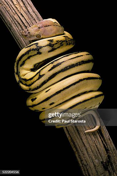 python regius f. super tiger (royal python, ball python) - curled up stock pictures, royalty-free photos & images
