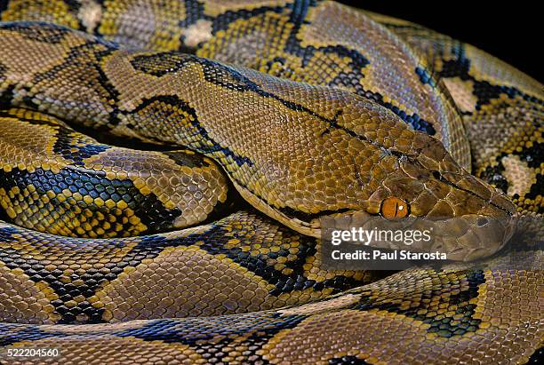 python reticulatus (reticulated python) - reticulated python stock pictures, royalty-free photos & images